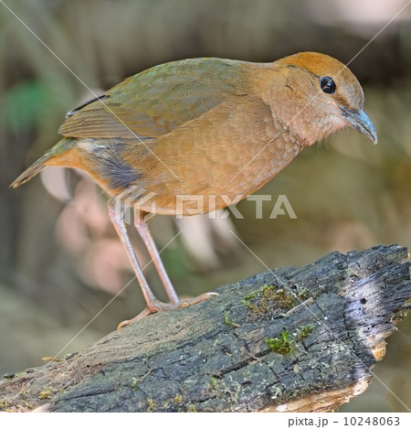 female Rusty-naped Pitta female Rusty-naped Pitta 10248063