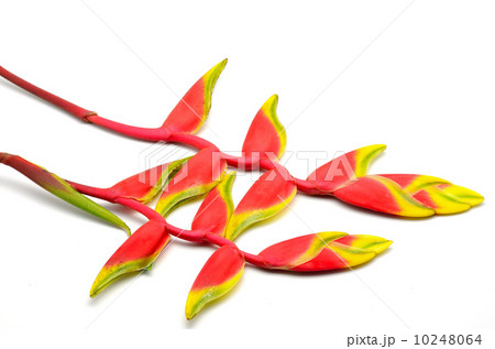 heliconia 10248064