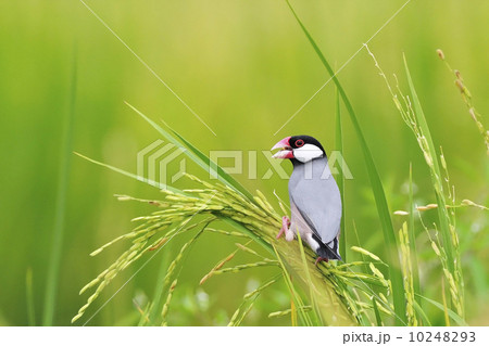 Java Sparrow 10248293