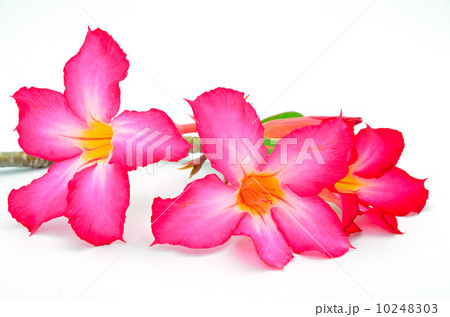 Impala Lily 10248303