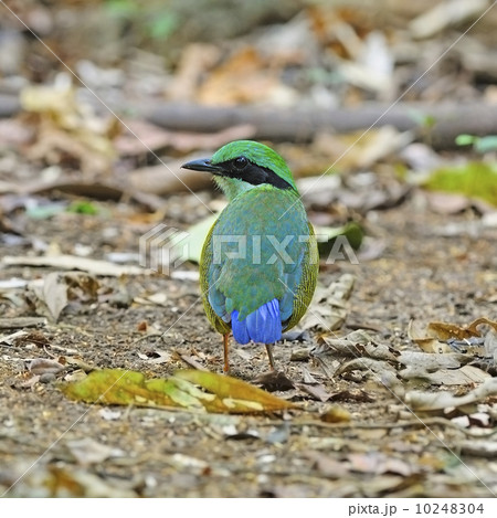 male Bar-bellied Pitta 10248304