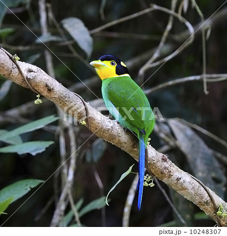 Long-tailed Broadbill 10248307