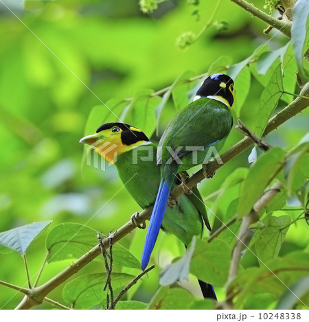 Long-tailed Broadbill 10248338