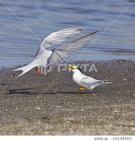 Little Tern Little Tern 10248363
