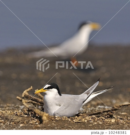 Little Tern Little Tern 10248381