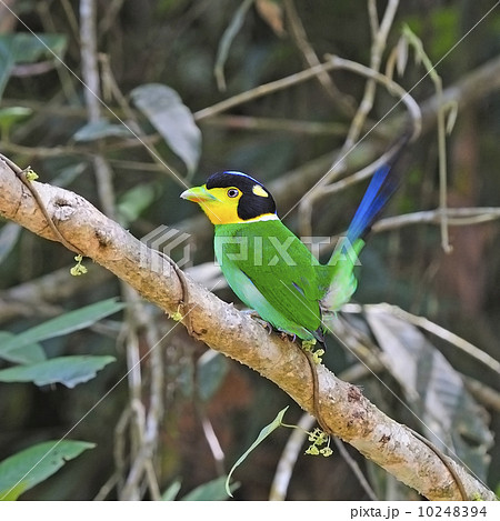 Long-tailed Broadbill 10248394