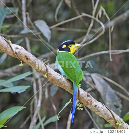 Long-tailed Broadbill 10248401