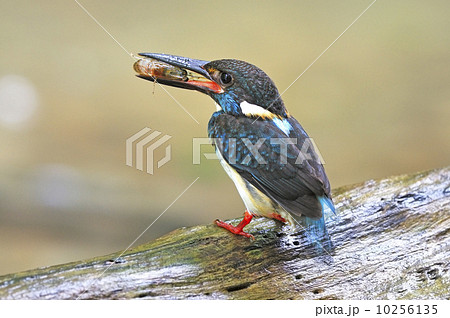 male Blue-banded Kingfisher 10256135