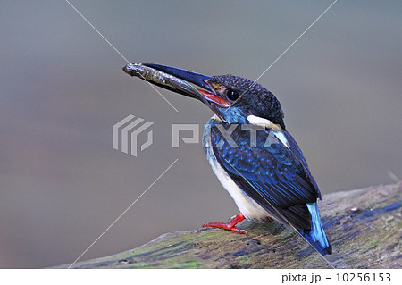 Blue-banded Kingfisher 10256153