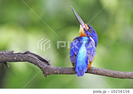 male Blued-eared Kingfisher 10256156
