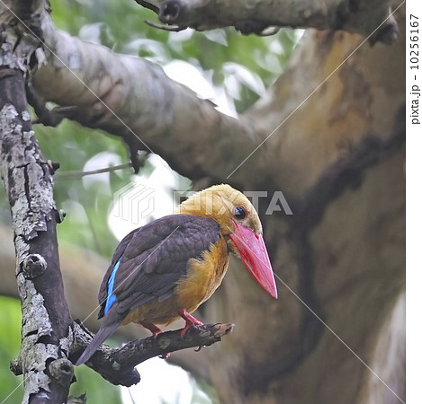 male Brown-winged Kingfisher male Brown-winged Kingfisher 10256167