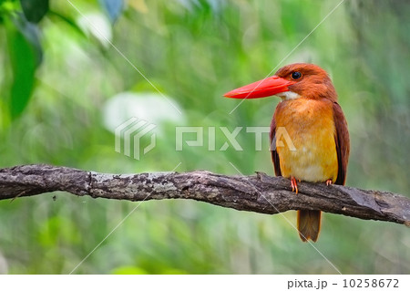 male Ruddy Kingfisher 10258672