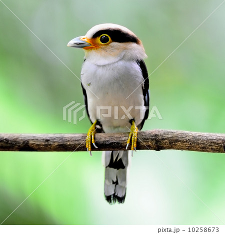 Silver-breasted Broadbill 10258673