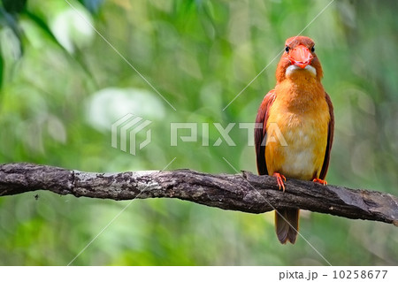 male Ruddy Kingfisher 10258677