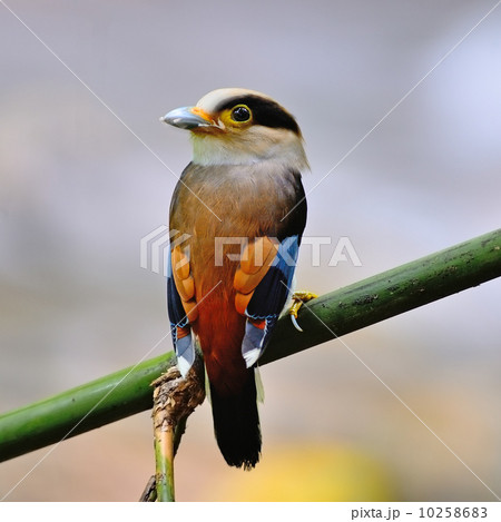 male Silver-breasted Broadbill male Silver-breasted Broadbill 10258683