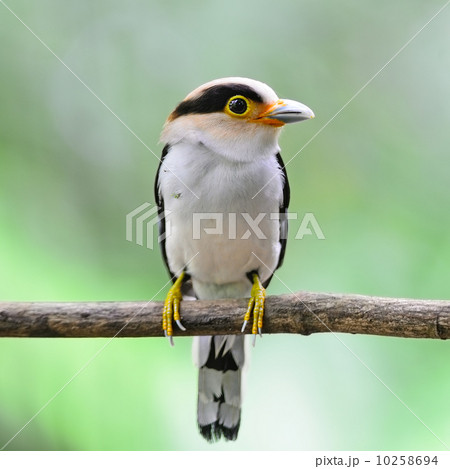 Silver-breasted Broadbill 10258694