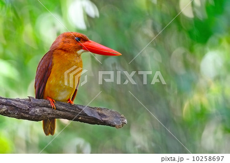 male Ruddy Kingfisher male Ruddy Kingfisher 10258697