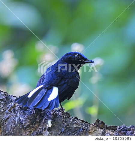 male White-tailed Robin male White-tailed Robin 10258698