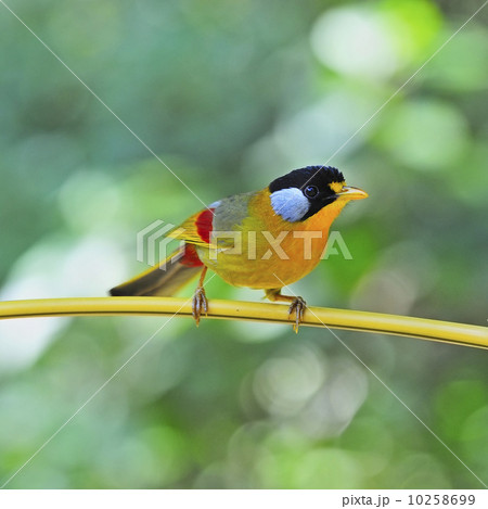 Silver-eared Mesia Silver-eared Mesia 10258699
