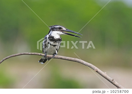 male Pied Kingfisher 10258700