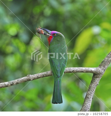 male Red-bearded Bee-eater 10258705
