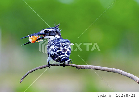 Pied Kingfisher 10258721