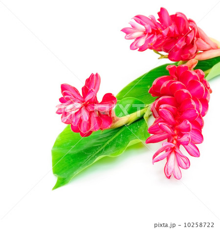 Red Ginger 10258722