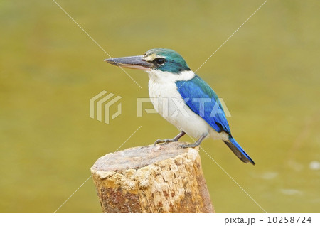 Sacred Kingfisher 10258724