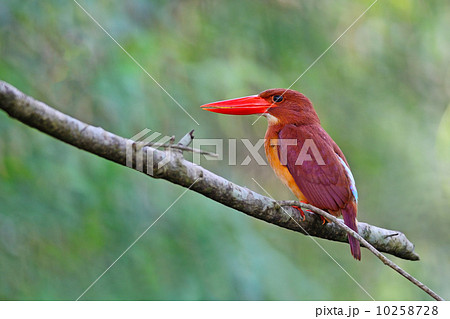 Ruddy Kingfisher 10258728