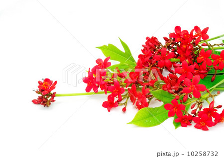 Peregrina Peregrina 10258732