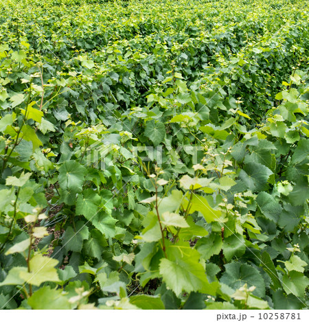 Vineyard landscape 10258781