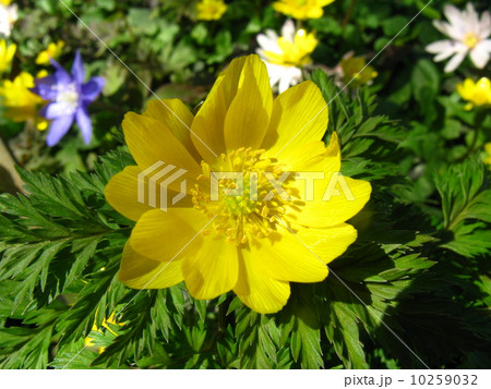 新春を祝い、春を告げる縁起のいい草花です 10259032