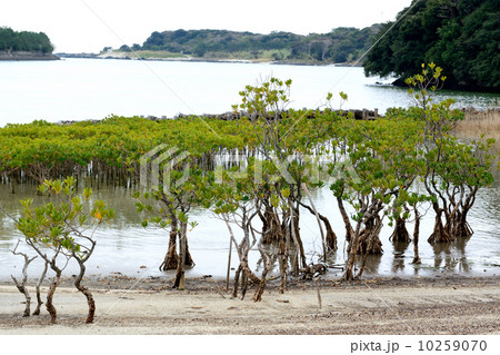 屋久島のメヒルギ 10259070
