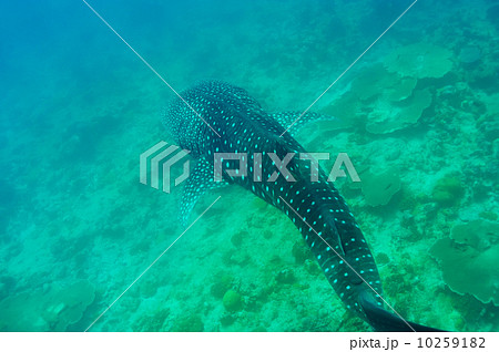 Whale Shark swimming  in crystal clear blue waters at Maldives 10259182