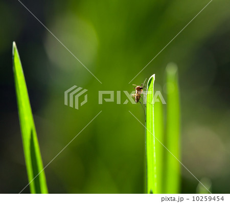 Macro of mosquito on grass blade 10259454