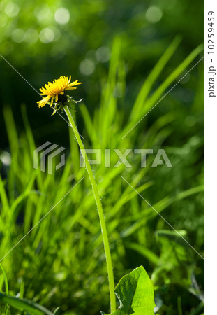 Blooming dandelion Blooming dandelion 10259459