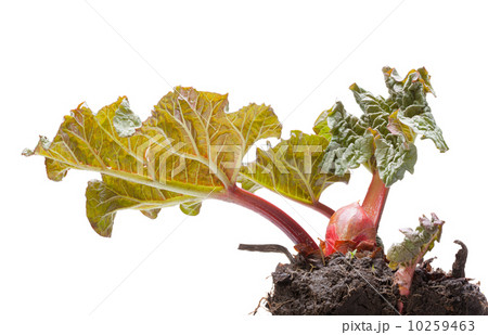 First leaves of rhubarb First leaves of rhubarb 10259463