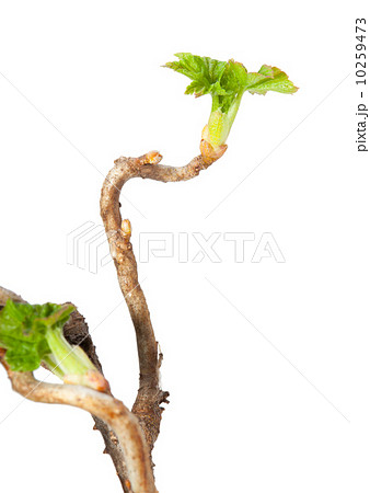 Blackcurrant curve twig Blackcurrant curve twig 10259473