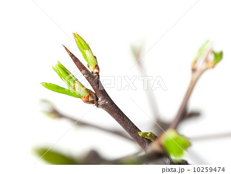 Thorns and leaves 10259474