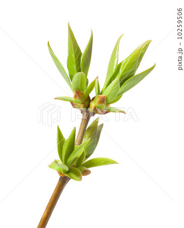 First leaves burst First leaves burst 10259506