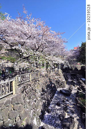 音無親水公園の桜 10259528