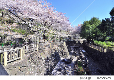 音無親水公園の桜 音無親水公園の桜 10259529