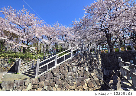 飛鳥山公園の桜 10259533