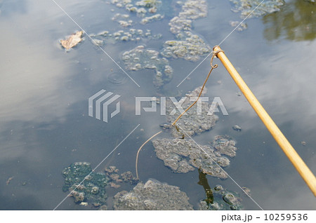 ザリガニ釣り ザリガニ釣り 10259536