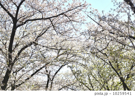 桜咲く 10259541