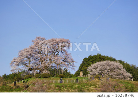 醍醐桜と二代目醍醐桜 10259746