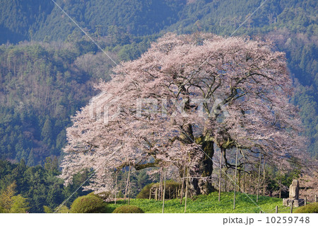 山上の醍醐桜 10259748