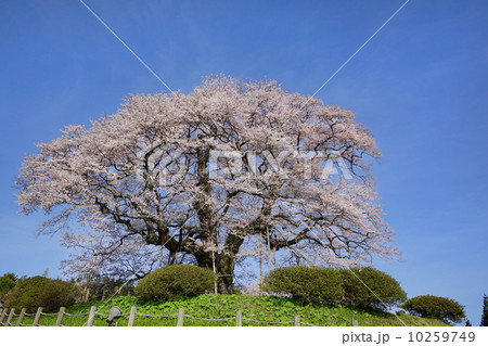 醍醐桜 醍醐桜 10259749