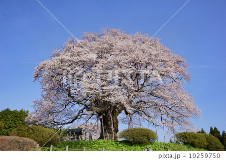 醍醐桜 醍醐桜 10259750