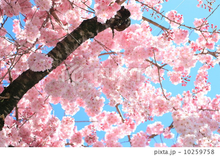 伊奈波通りのしだれ桜 伊奈波通りのしだれ桜 10259758